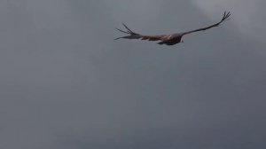 Белоголовый сип в Крыму