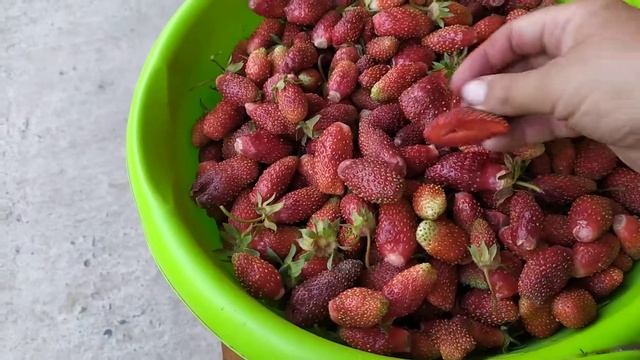 Урожай земклуники Купчихи