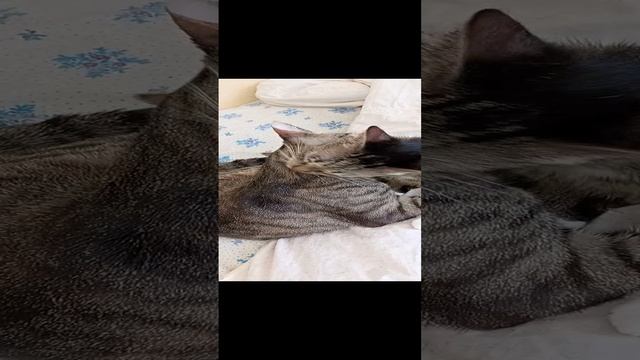 коты котэ котанутые котяры котяра кот котятки