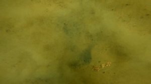 Подводный Металлоискатель Fisher CZ 21-10. Система Хука. Снова Золото | Поиск с металлоискателем