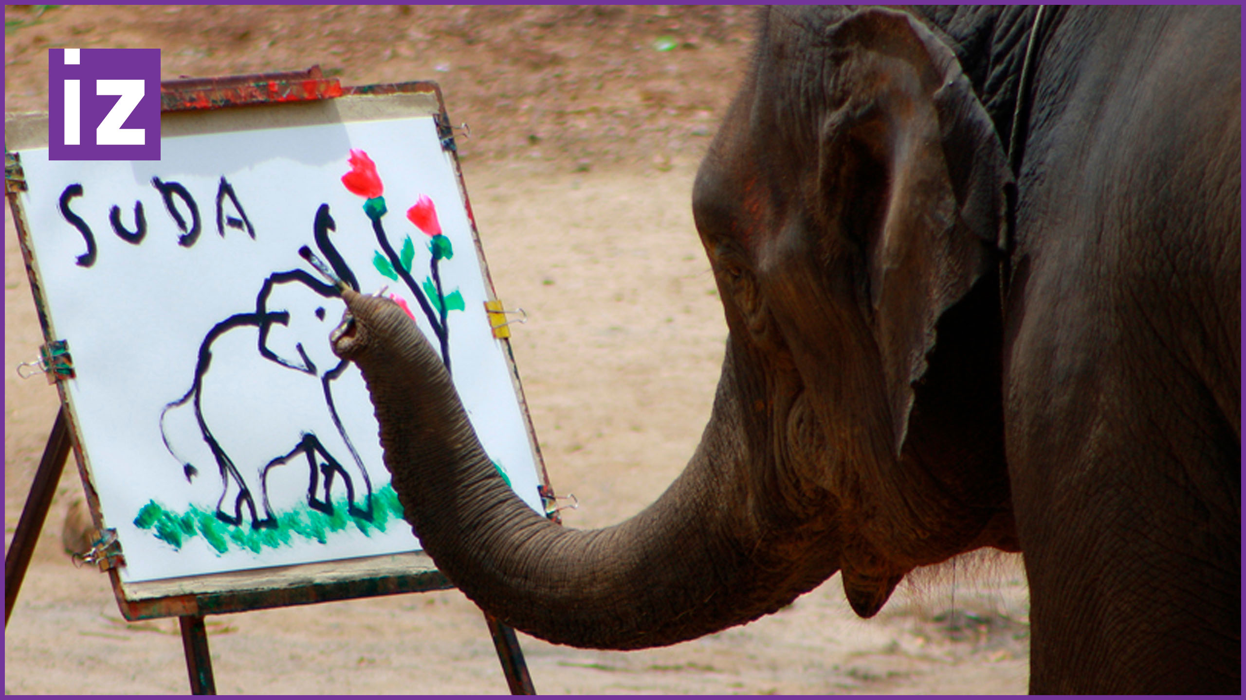 An elephant can climb. Слон рисмуе т хоботом. Слоны умные животные. Рисуем слона. Слон рисует картины.
