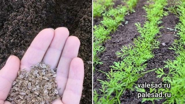 УКРОП ВЗОЙДЕТ ЩЕТКОЙ! Посейте так укроп под зиму, получите дружные всходы весной!