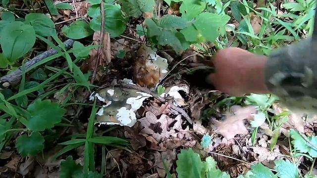 По Білі Гриби 22.06.23 смотреть онлайн