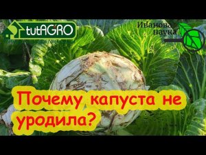 ПРИЧИНЫ ПЛОХОГО УРОЖАЯ КАПУСТЫ. Почему пустая кочерыжка и как сделать капусту хрустящей и вкусной.