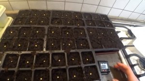 ?100% всхожесть при посадки перца на горячую землю.Теперь сею так все семена