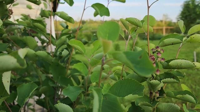 Природа. Дача. июнь-июль 2022. смотреть онлайн