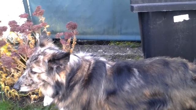 Плов в казане с гречкой.Плов с гречкой на огне в казане. смотреть онлайн