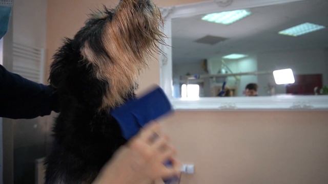Goldie And her Professional Grooming Treatment In Doggy Style Salon смотреть онлайн