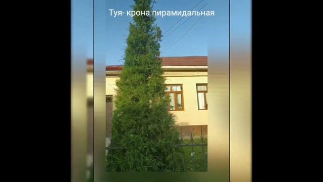 Урок-экскурсия по теме "Жизненные формы растений" 5 класс смотреть онлайн