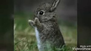 Милые кролики картинки 🐰🐇🐰