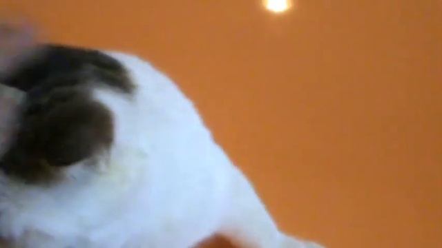марсель и мисси! голубоглазая кошка и разноглазый шотландец