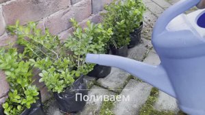 Собираем заказ на 20 великолепных самшитов
