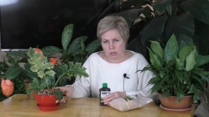 ДОМАШНЕЕ ЦВЕТОВОДСТВО: ИЗБАВЛЯЕМСЯ ОТ КОМАРИКА/МОШКИ!!!