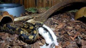Королевский питон ест крысу. Royal python eating a rat.