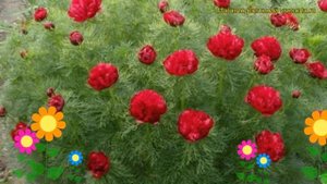 Пион тонколистный Рубра Плена. Краткий обзор, описание характеристик paeonia tenuifolia Rubra Plena