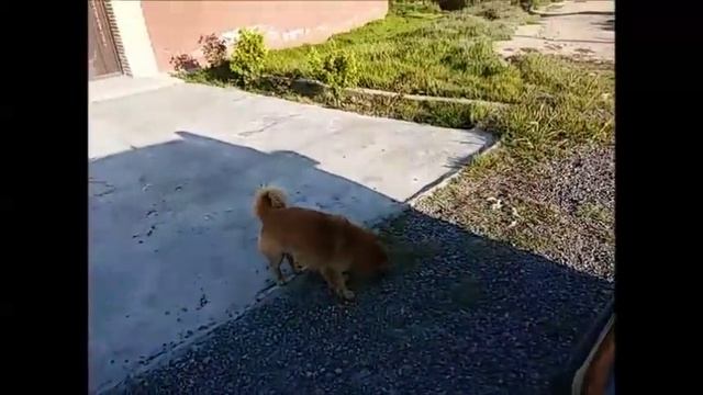 Поехала к мастеру масло менять и заодно покормила собак по дороге смотреть онлайн