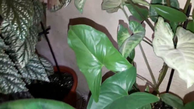 #комнатныерастения#сентябрь# 
Комнатные растения в сентябре