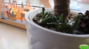 Дерево богатства : размножение крассулы хоббит . #succulelents #krassula_khobbit #oldenburgru#187