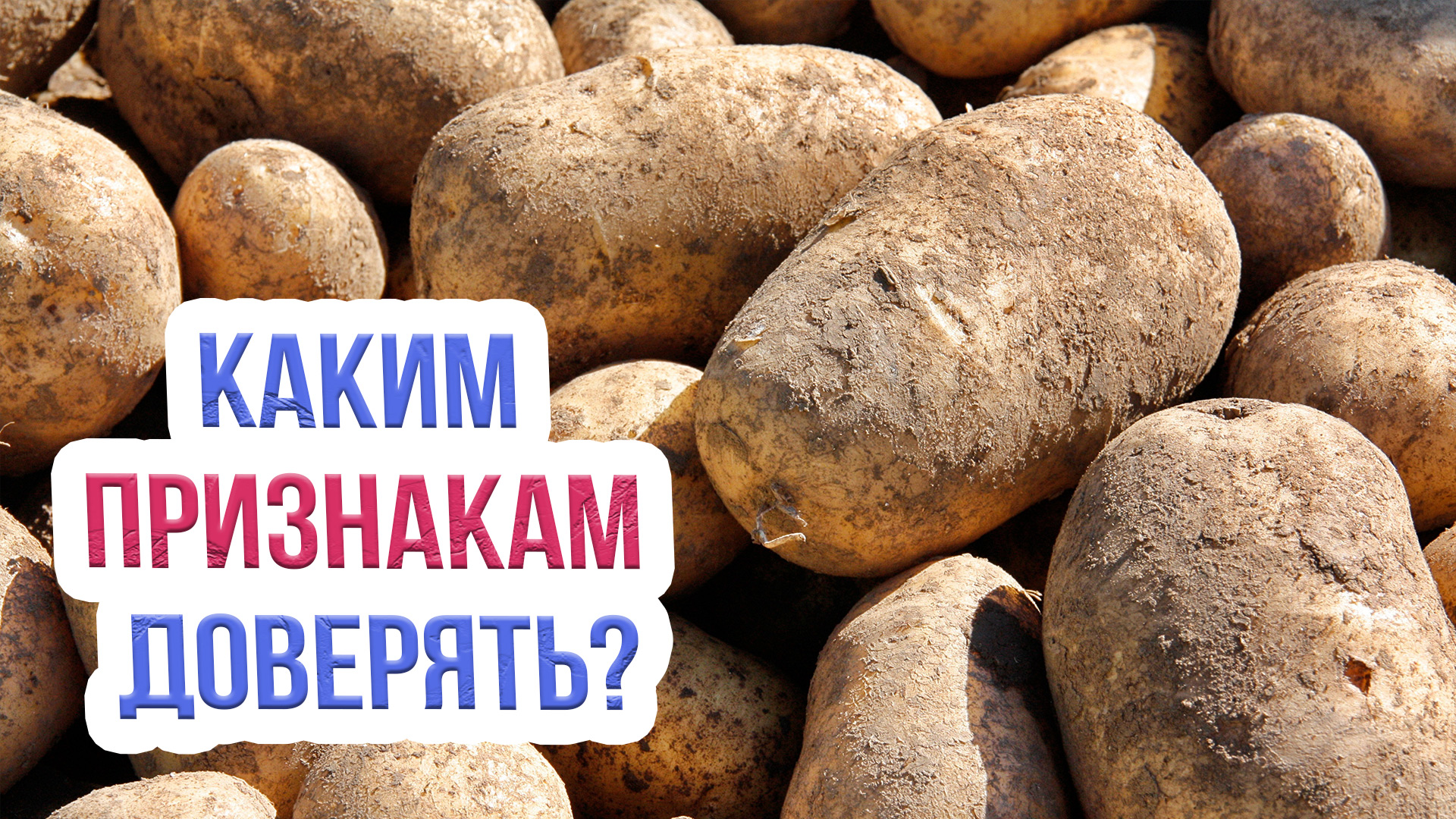 Когда убирать урожай картофеля? Смотрите ЭТИ ПРИЗНАКИ созревания картофеля