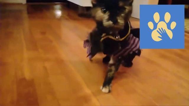 Юмор Для Поднятия Настроения | Помощь Животным | Кто Умнее Коты Или Собаки | Приколы Дикие
