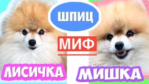 Шпиц Мишка и Лисичка ЕСТЬ ЛИ РАЗНИЦА