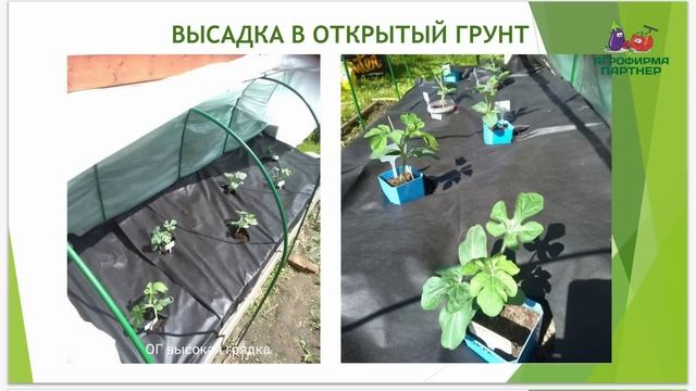 Выращивание арбузов и дынь в Подмосковье | Прививать или нет? #огород