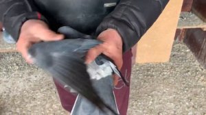 Спортивные голуби на Луганщине