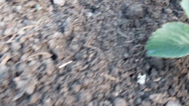 Клубника. Ростим вместе. Часть 1. смотреть онлайн