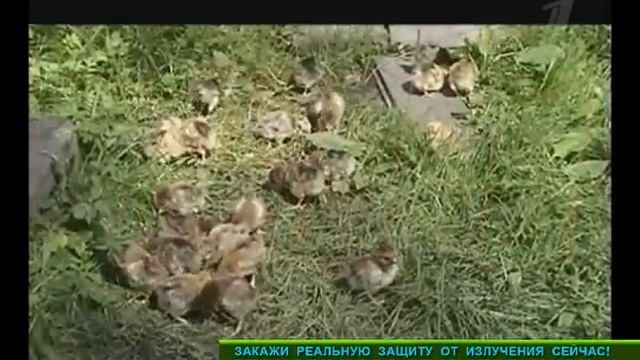 Среда обитания - Вред от мобильного телефона? смотреть онлайн