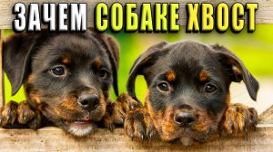 Зачем собаке хвост