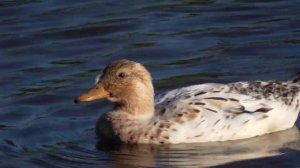 Видео про утку, утка плавает в реке