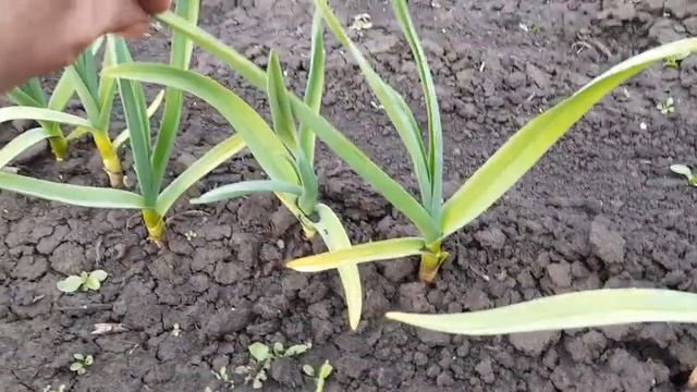 Бульбочка чеснока второй год. смотреть онлайн