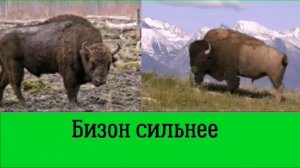 Зубр против бизона | Сравнение двух гигантов | Кто победит в смертельной битве?