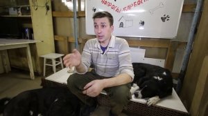 Собака не Слушается - что делать?  2 эффективных способа решить проблему