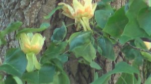 Тюльпанное дерево цветет Лазаревское Головинка 2017(4К  полный экран)