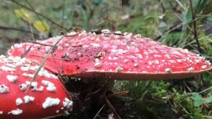 AMANITA MUSCARIA, (4K), La seta de los cuentos, la seta de las fantasías.