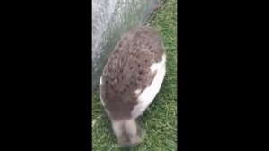 Курочка китайского расписного перепела смокинговой мутации