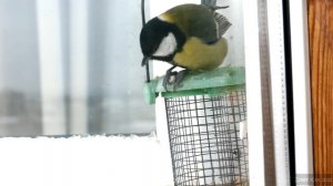 Синица кушает семечку.