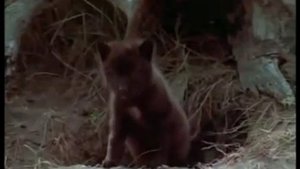 Анатолий Могилевский   Подранок