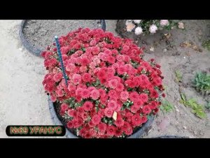 Хризантема мультифлора Обзор цветения 3 10 23  Отправка маточников почтой России