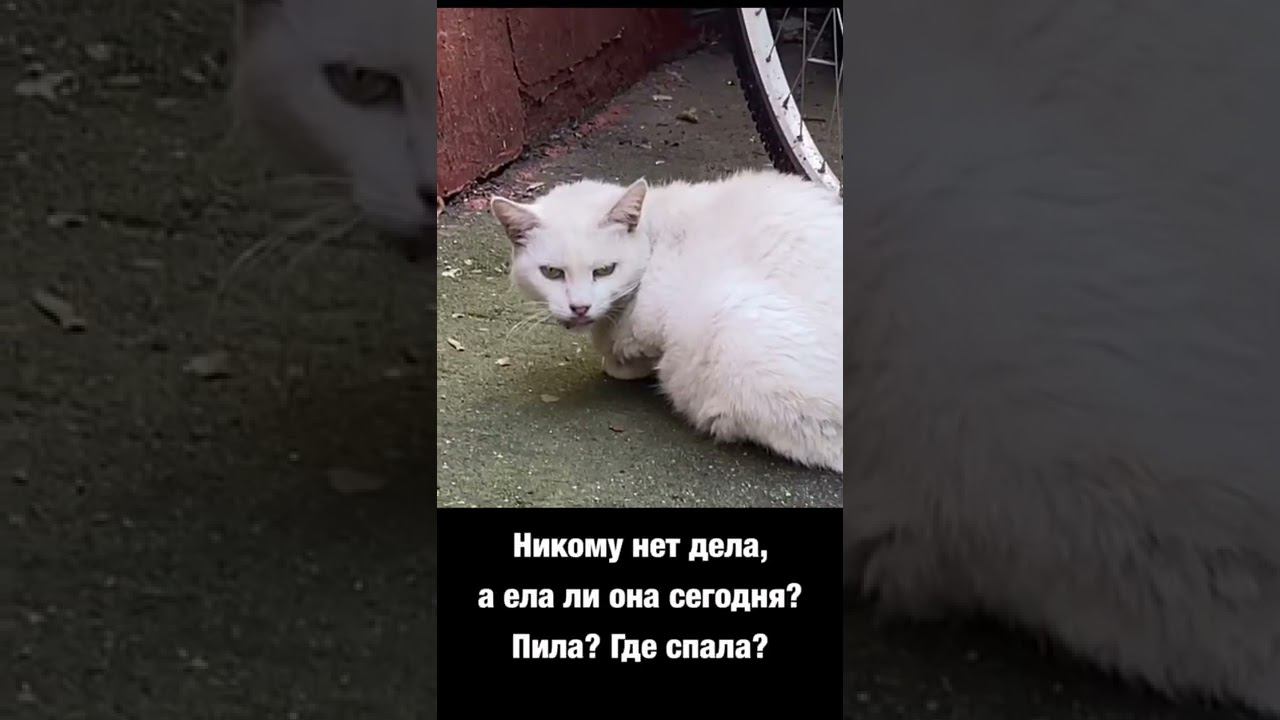 Чужих животных не бывает
