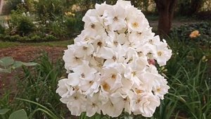 Роза Салли Холмс . Rosa Sally Holmes .