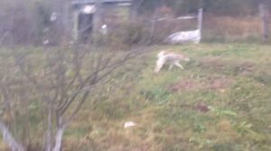 У щенка выпадают молочные зубы!