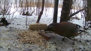Сойка ест семена подсолнечника, наблюдение птиц в Великом Новгороде, 23 февраля 2024