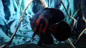 Аквариум с астронотусами , после замены 80% воды