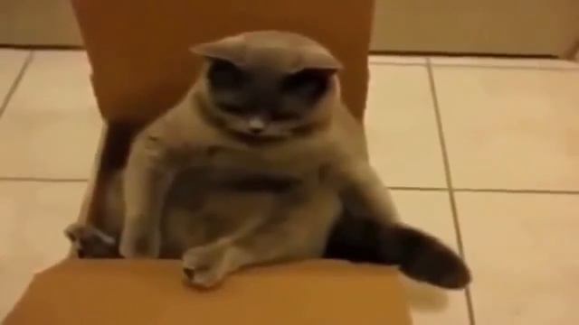 Прикольные животные 8 смотреть онлайн