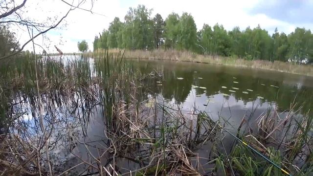 Просто хорошая и РЕЗУЛЬТАТИВНАЯ ловля линя на боковой кивок. Моя лучшая ловля ЛИНЯ на боковой кивок