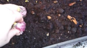 Гиацинты , мускари. крокусы на выгонку. Посадка