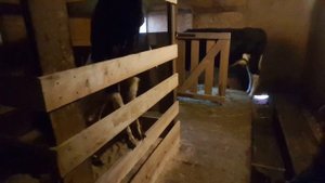 УДОБНЫЙ САРАЙ ДЛЯ КОЗ И МЕСТО ДЛЯ КОЗЛА КАМОРИ(ПАТЭРИ) PATERI GOATS KAMORI