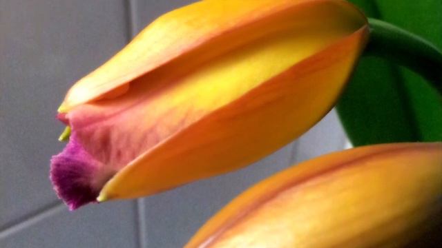 Cattleya, Phalaenopsis and many more Orchids on "Orchids Madness" смотреть онлайн